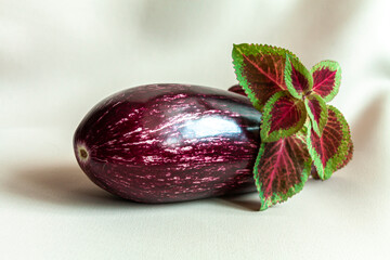 an aubergine and green and violet leaves on white background