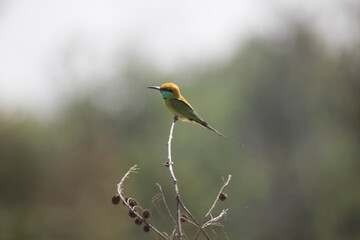 Green Bee Eater sitting on a branch