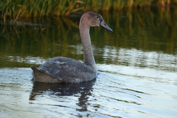 young Swan chick cygnet wildlife 