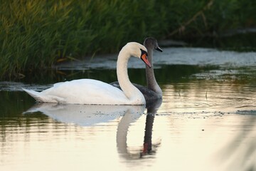 Swan wildlife with chick cygnet