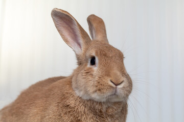 Rufus Rabbit poses on white plush blanket with white wainscot background.  Natural neutral colors and texture copy space.