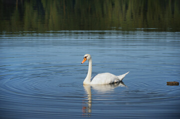 Swan wildlife look