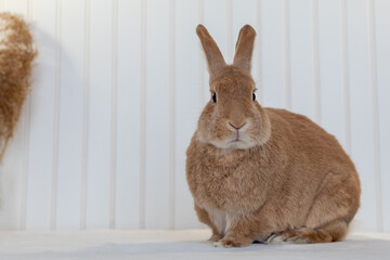 Rufus Rabbit poses on white plush blanket with white wainscot background.  Natural neutral colors and texture copy space.