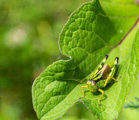 Alpine Miramella Grasshopper on the green leaf. Selective focus