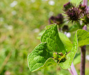 Alpine Miramella Grasshopper on the green leaf. Selective focus
