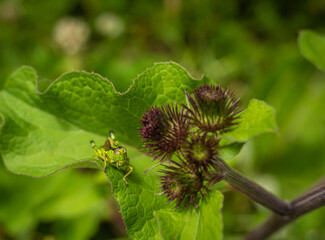 Alpine Miramella Grasshopper on the green leaf. Selective focus