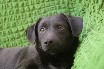 Portret of small black dog. Puppy looks into camera with smart eyes