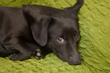 Black little dog lies on the couch and waits for owner. Puppy looks into camera with offended eyes. Longing and sadness of pet