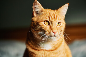 Close up portrait of adorable young ginger cat