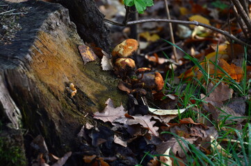 Pilze im Herbst in der Tietlinger Heide, Niedersachsen