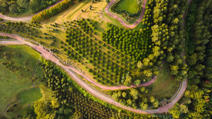 Aerial top down view of unique outdoor park Taman Saujana Hijau Putrajaya surrounded by pine trees during pandemic covid 19