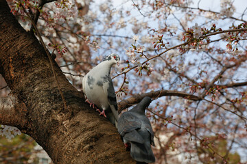 桜　花に囲まれたつがいの鳩