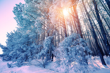 Winter forest on a sunny day. Tall pine trees covered with snow