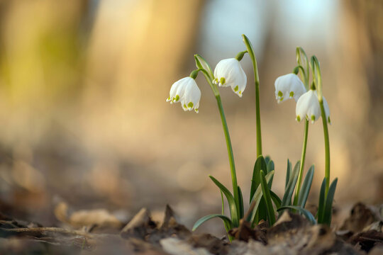 Gro&szlig;es Schneegl&ouml;ckchen - M&auml;rzenbecher