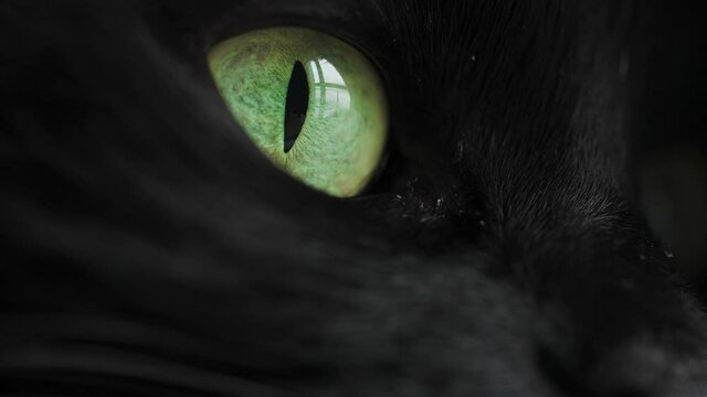 Muzzle of a black cat in profile with green eyes extreme close up