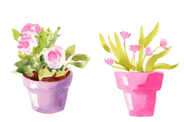 Watercolor, illustration, set of beautiful home potted plants