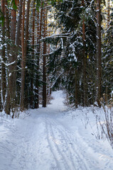 Fototapeta premium Coniferous winter forest with snowy road by day