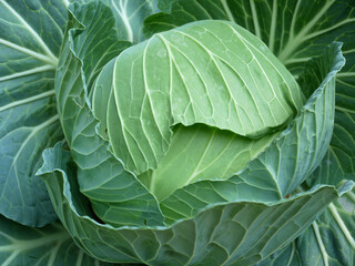 Fototapeta premium cabbage growing in the garden