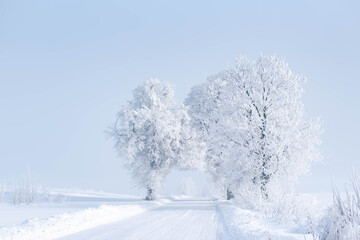 Beautiful winter landscape, cold sunny winter morning in the country, with white trees covered with frost, misty blue sky, winter photography with mist, fairytale-like atmosphere