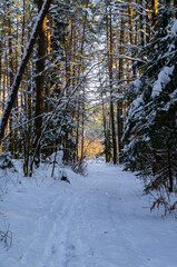 Fototapeta premium Coniferous winter forest with snowy road by day