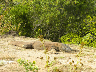 Travel in Komodo Island