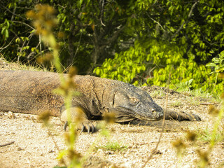 Travel in Komodo Island