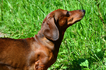 Dachshund close-up sideways. A funny brown dog walks in the park outdoors. Walking purebred dogs in summer on a sunny day.