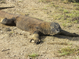 Travel in Komodo Island