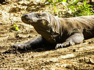 Travel in Komodo Island