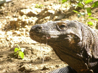 Travel in Komodo Island