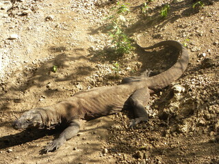 Travel in Komodo Island