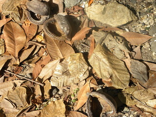 Travel in Komodo Island