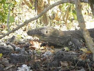 Travel in Komodo Island