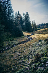 A close up of a hillside next to a tree