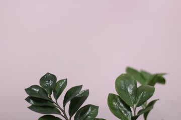green plants on a pink background