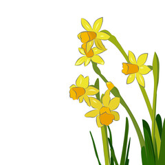 illustration of a bouquet of spring daffodil flowers isolated on a white background