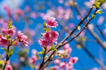 今帰仁城跡の寒緋桜