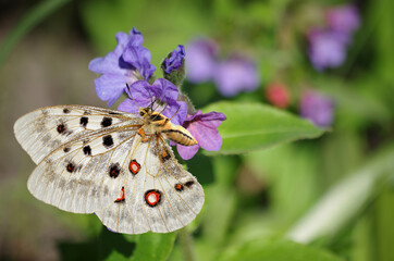 Apollo butterfly on a flower in the meadow.
