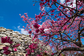 今帰仁城跡の寒緋桜