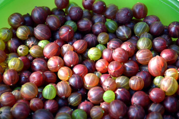 Gooseberry. Collecting gooseberries into a basin. Diet healthy natural food.