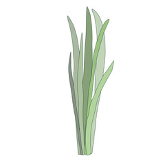 vector color green onion isolated on white background