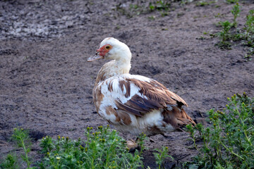 Hen. A young speckled hen walks in the grass near the reservoir. Domestic egg-laying bird.