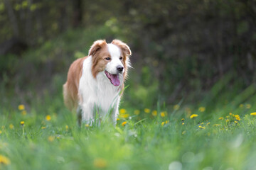 Border collie standing on the meadow