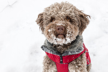 Portrait niedlicher kleiner Hund im Schnee mit Pelzkragen und weißem Schneebart
