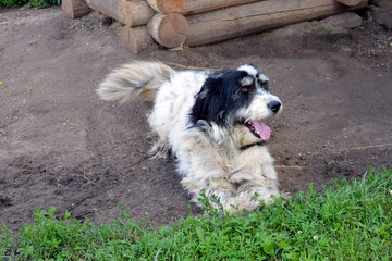 The dog is guarding the house. Dog muzzle close up. A white dog lies near his booth. A pet walks outside the house in the open air.