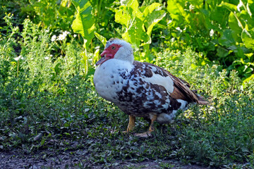 Turkey. A young turkey sits in the grass near a pond. Domestic bird.