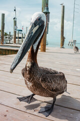 Pelican resting on a sunny pier in Florida, USA.
