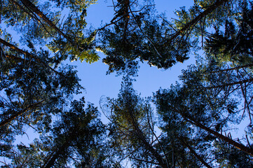 The tops of coniferous trees in the forest
