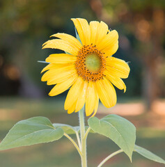 Single Sunflower