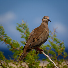 Eared Dove